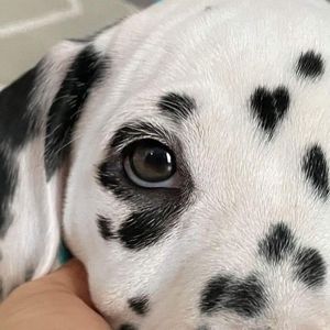 Meet your Posher, Max